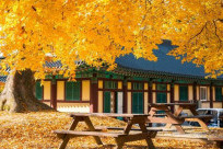 Chiêm ngưỡng mùa lá đỏ Hàn Quốc rực rỡ - Kinh nghiệm du lịch mới nhất 2024