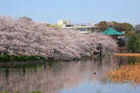 Công viên Ueno - Điểm Đẹp Nhất Ngắm Hoa Anh Đào Nhật Bản