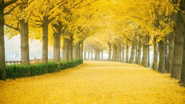 Đi Hàn Quốc thời điểm nào trong mùa thu thì lá vàng đẹp nhất?