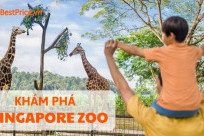 Kinh nghiệm khám phá Singapore Zoo từ A tới Z