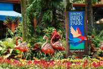 Kinh nghiệm tham quan vườn chim Jurong từ A-Z