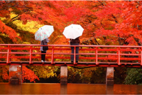 Tại sao nên đi du lịch Nhật Bản vào mùa thu?