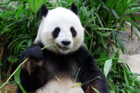 Trọn bộ trải nghiệm công viên gấu trúc Thành Đô từ A - Z cho các tín đồ đam mê “quốc bảo”