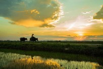 Vẻ đẹp Hội An qua ống kính nhiếp ảnh gia