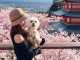 Thời Tiết Tokyo Chi Tiết 12 Tháng: Mùa Nào Đẹp Và Dễ Đi Nhất?