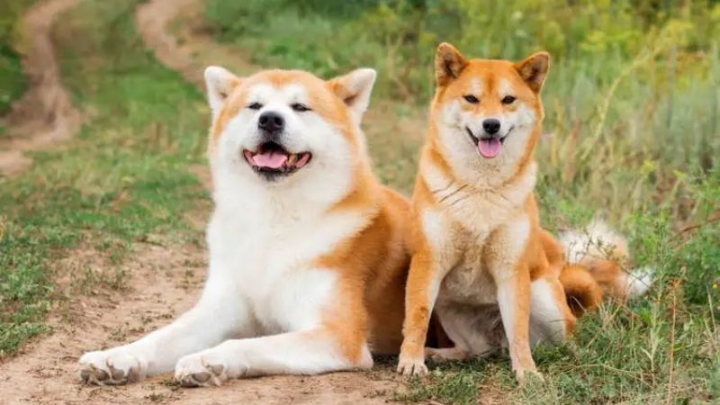 Chó Akita Inu được xem là