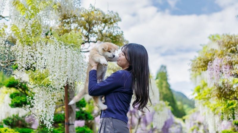 Thời gian lý tưởng để khám phá Akita khoảng 2 - 3 ngày