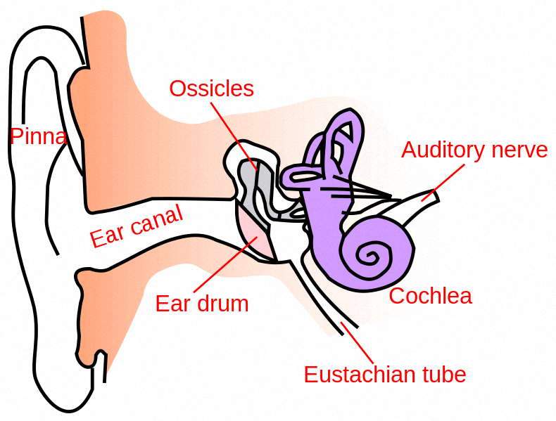 Cấu tạo bên trong tai