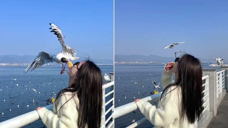 Du khách trải nghiệm ngắm chim hải âu tại hồ Điền Trì