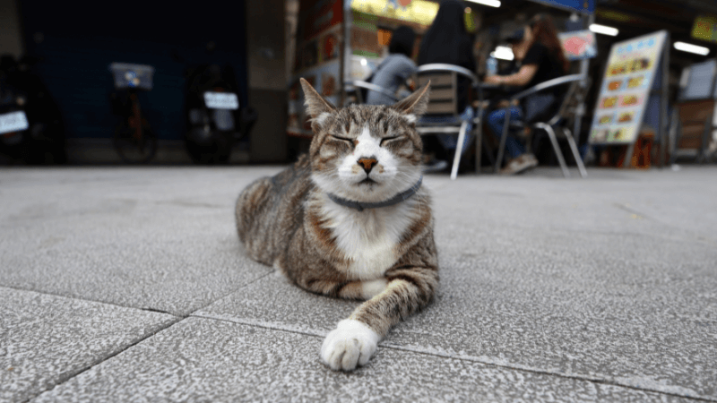 Làng mèo Houtong - điểm đến dành cho kẻ yêu mèo