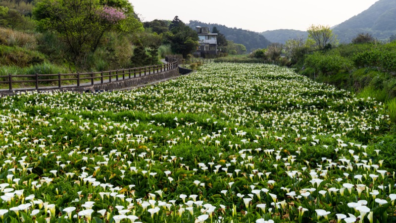 Cánh đồng hoa Calla Lily tuyệt đẹp trên núi Dương Minh