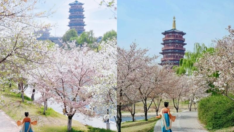 Lạc Dương rực rỡ trong sắc xu&acirc;n (Ảnh: XHS@時光的寶物)