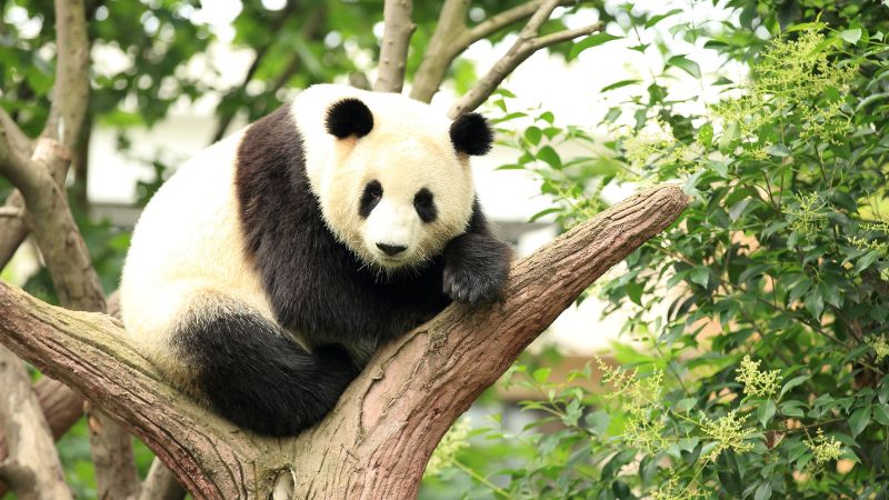 Thăm gấu trúc tại Công viên Gấu trúc Thành Đô