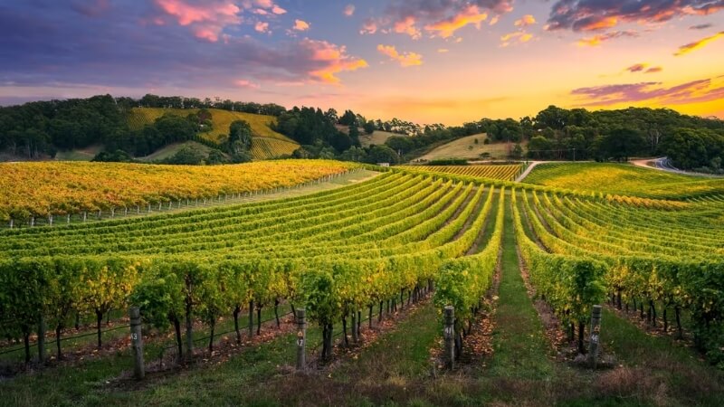 Cánh đồng trồng nho bạt ngàn tại Thung lũng Barossa
