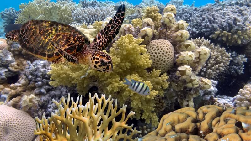 Hệ sinh thái biển trù phú tại Rạn san hô Great Barrier
