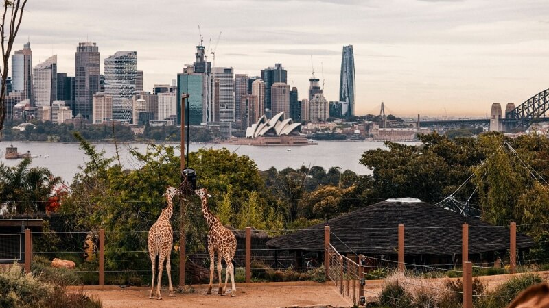 Khám phá thế giới động vật tại Công viên Taronga Zoo Sydney