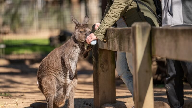 Trải nghiệm tương tác với động vật hoang dã tại Featherdale Sydney Wildlife Park