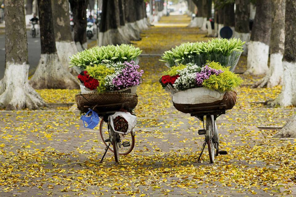 Địa điểm du lịch Hà Nội mùa thu tràn ngập lá vàng tại phố Phan Đình Phùng