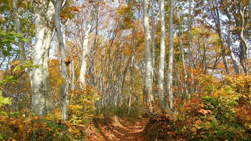 Trekking mùa thu tuyệt đẹp tại núi Nokogiri