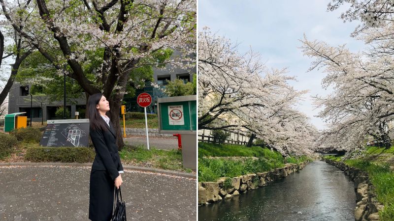 Ngắm hoa anh đào nở rực rỡ vào mùa xuân tại Chiba (@Yvette)