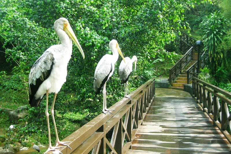 Vườn Chim KL là địa điểm gần chùa Thiên Hậu