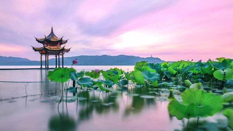 Hàng Châu nổi bật với sắc sen nở rộ mùa hè