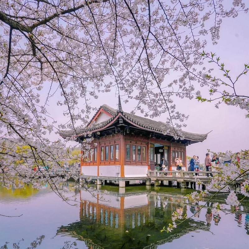 Ghé thăm Hàng Châu vào mùa xuân với những sắc hoa rực rỡ