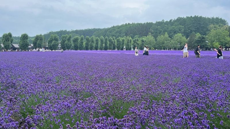 Mùa hè tại Hokkaido với sắc tím của hoa oải hương