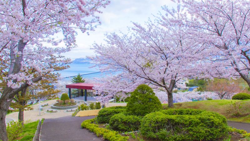 Mùa xuân tại Hokkaido ngập tràn sắc hoa anh đào