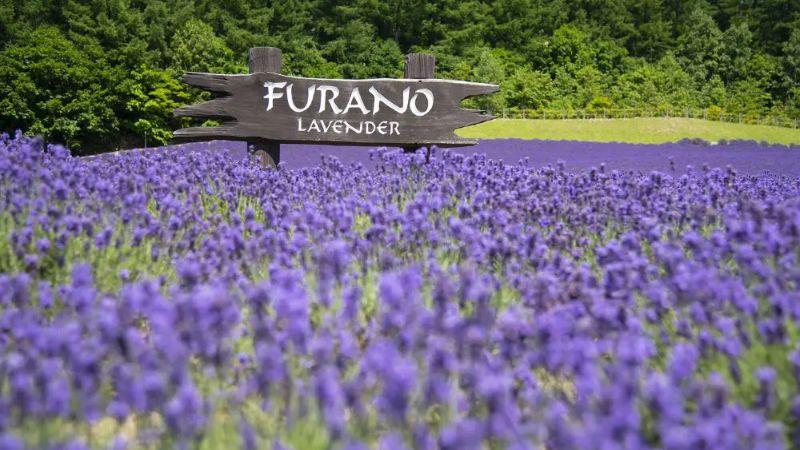 Thành phố Furano với những cảnh đồng hoa oải hương tím