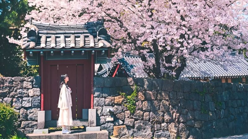 Du lịch Jeju tự túc mùa xuân ngập tràn sắc hồng của hoa anh đào