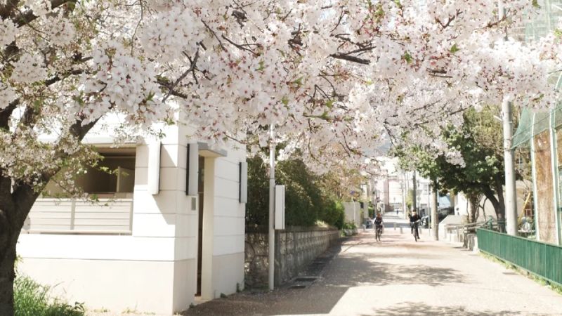 Kobe mùa xuân nở rộ hoa anh đào