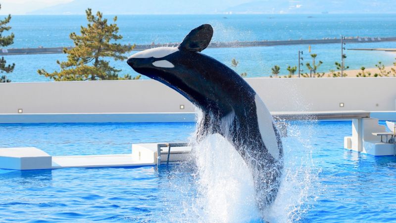 Xem cá voi biểu diễn tại Suma Seaworld