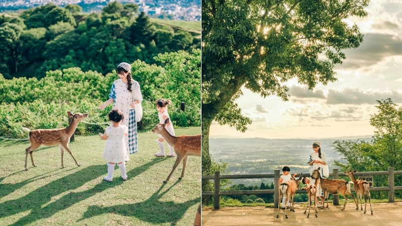 Du lịch Nara phù hợp cả đi tour và đi tự túc