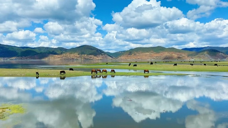 Ngắm cảnh đẹp ở hồ Napahai