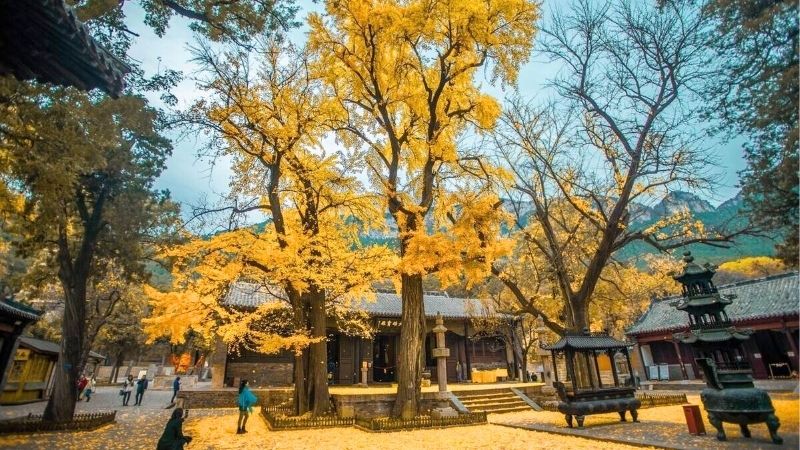 Du lịch Tây An mùa thu rực rỡ lá vàng