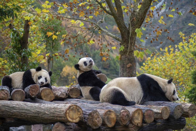 Thăm những chú gấu trúc đáng yêu