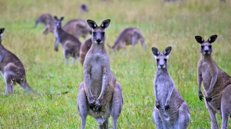 Du lịch Úc bao nhiêu tiền? Kinh nghiệm du lịch Úc tiết kiệm nhất