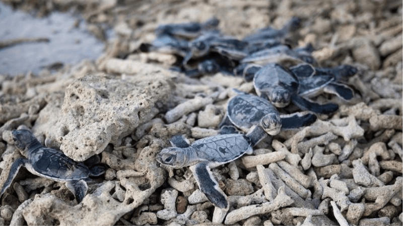 Loài rùa biển tại vườn quốc gia Côn Đảo