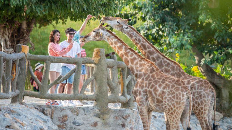 Trải nghiệm cho thú ăn tại King's Garden