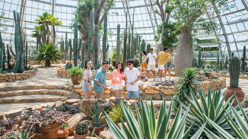 Vườn xương rồng