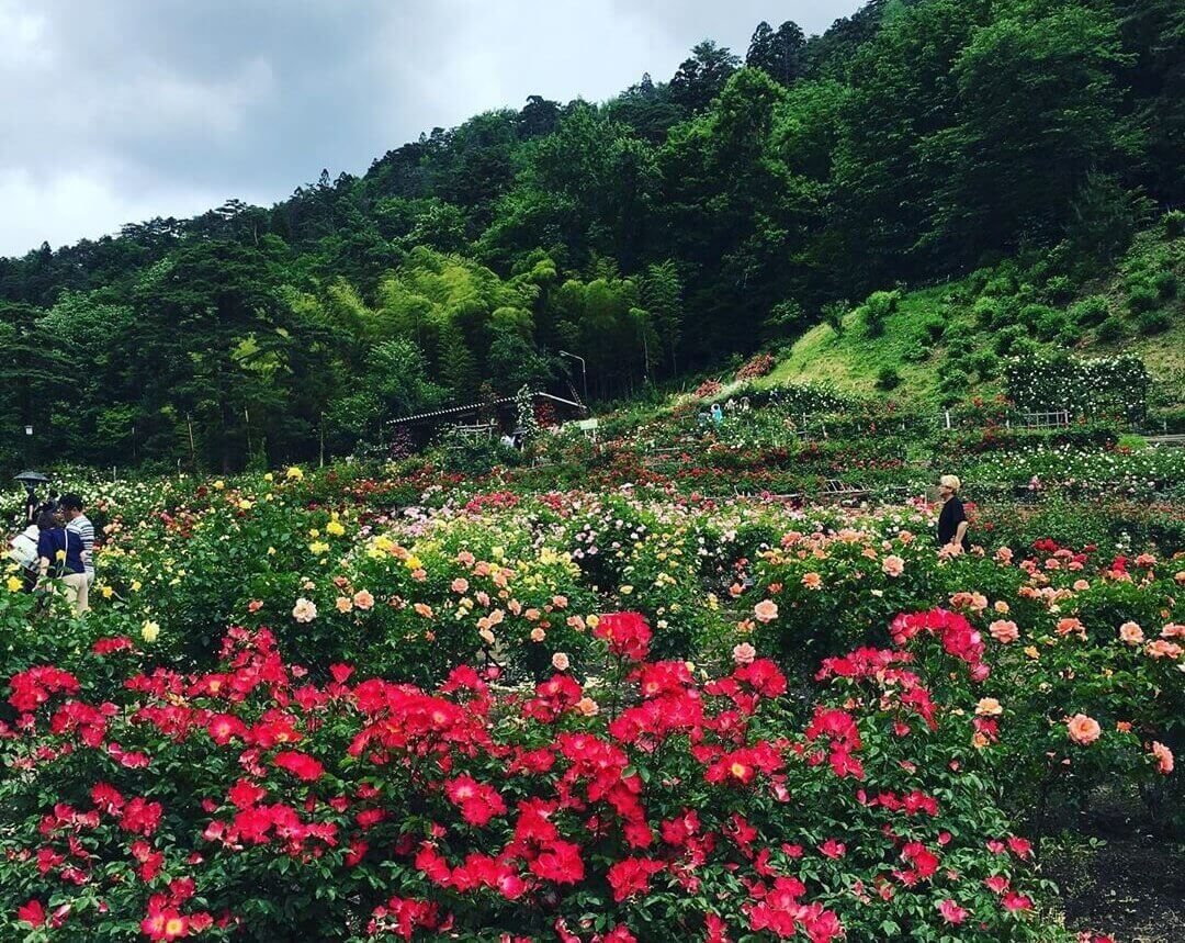 Thung lũng hoa hồng Sapa