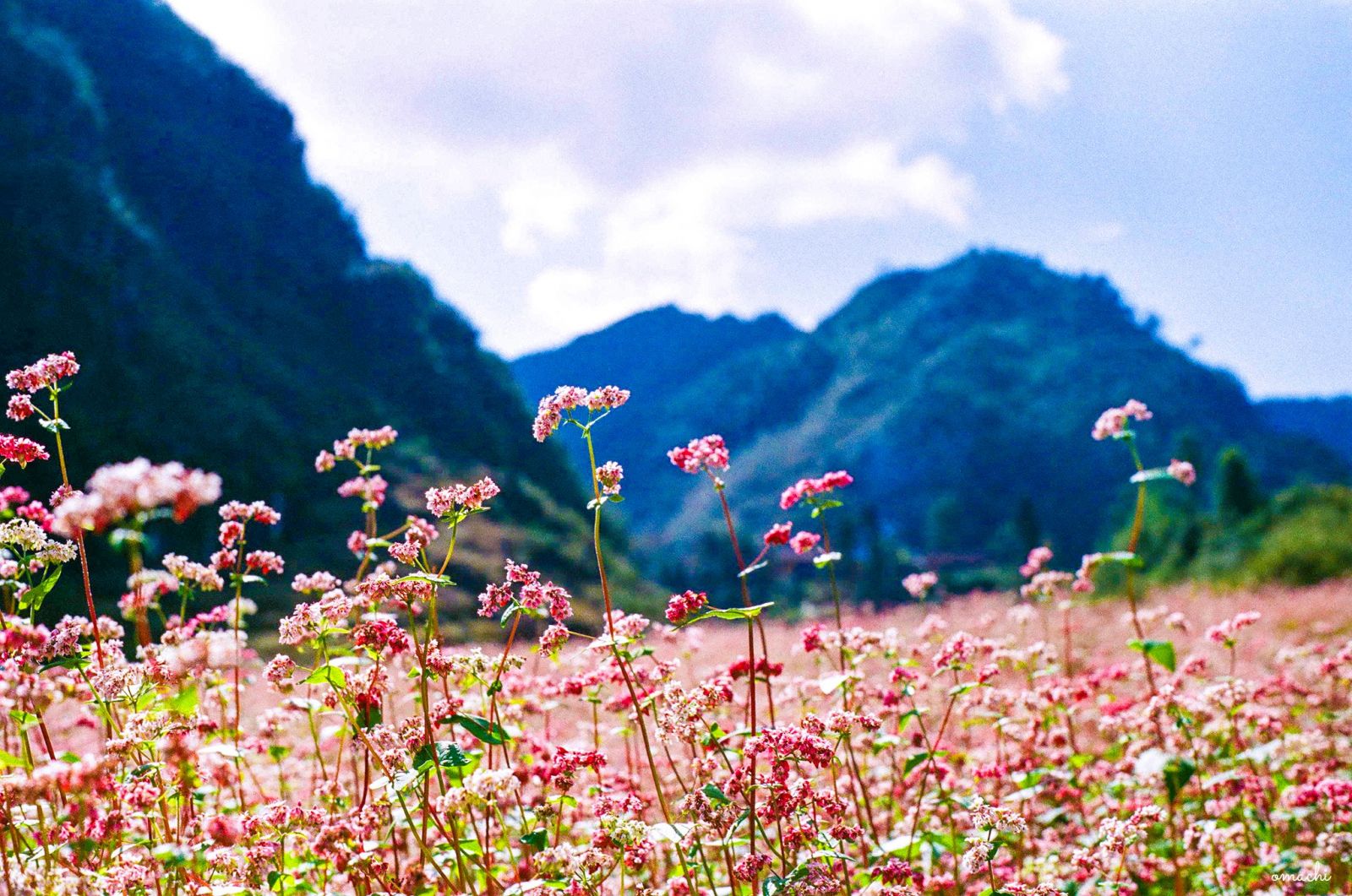 Mùa hoa tam giác mạch ở Hà Giang