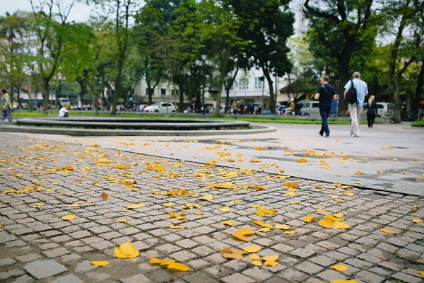 Lá vàng rơi- một hình ảnh đặc trưng của Hà Nội khi trời thu