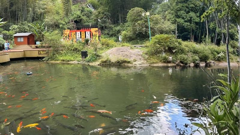 C&aacute; Oa Oa l&agrave; lo&agrave;i c&aacute; nước ngọt đang được bảo tồn tại Hồ Bảo Phong