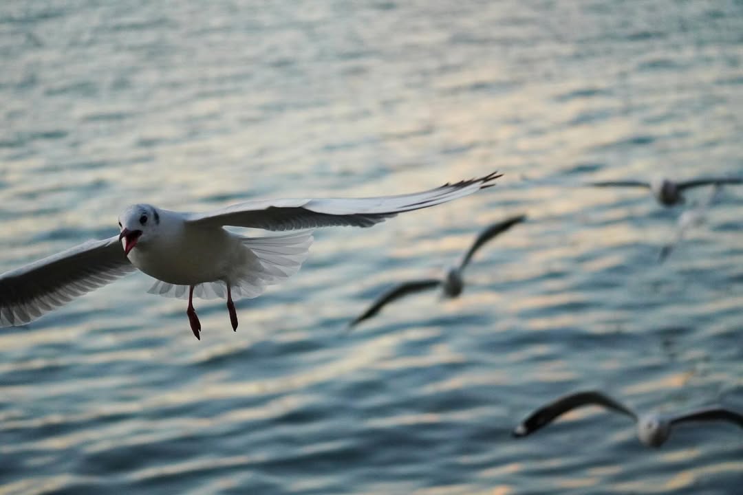 Đi Nhĩ Hải v&agrave;o m&ugrave;a đ&ocirc;ng - xu&acirc;n bắt gặp chim hải &acirc;u bay rợp trời 