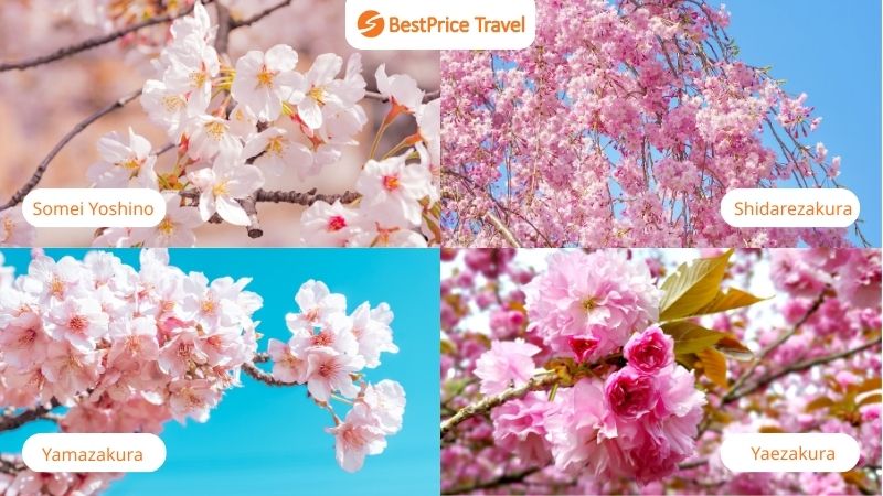 C&aacute;c loại hoa anh đ&agrave;o ở Nhật Bản phổ biến