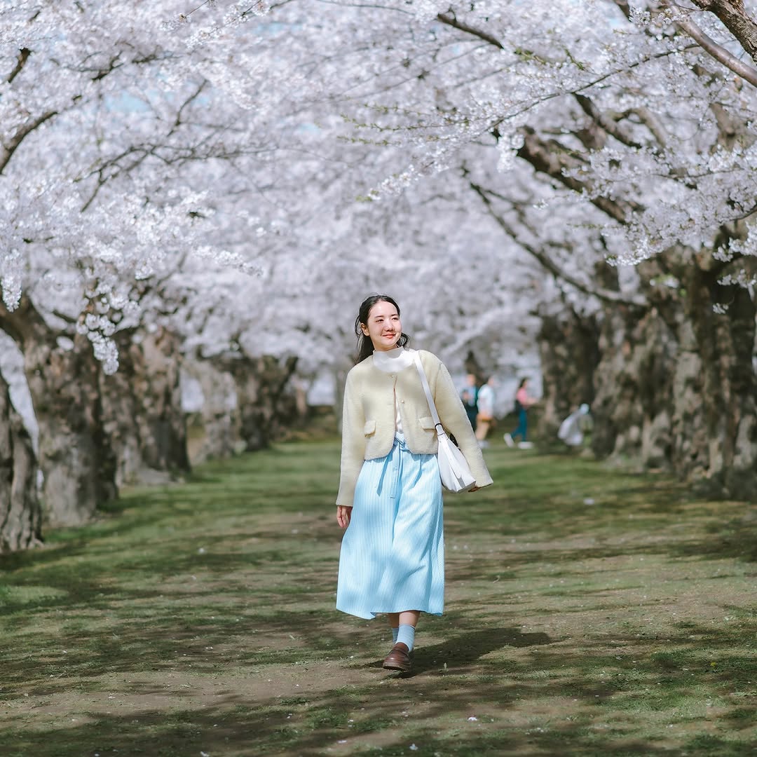 Dạo bước giữa con đường hoa anh đ&agrave;o Nhật Bản ở C&ocirc;ng vi&ecirc;n Goryokaku (Hokkaido) 