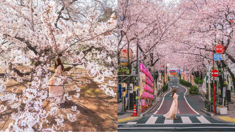 Đi Nhật Bản check in m&ugrave;a hoa anh đ&agrave;o nở rộ đẹp tuyệt vời 