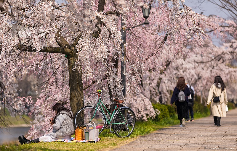 Du kh&aacute;ch thường đạp xe hoặc tản bộ tại c&aacute;c điểm ngắm hoa anh đ&agrave;o